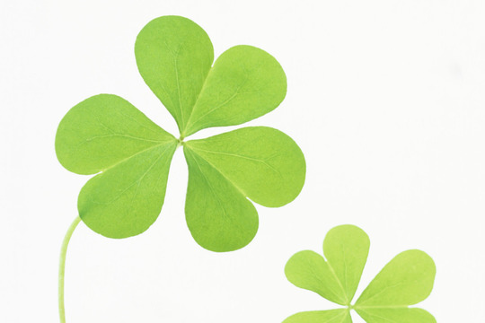 プレミアムプラン｜千葉の結婚相談所 ハートボイス